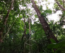 Duas equipes de entomologistas da Secretaria de Estado da Saúde estão coletando mosquitos em áreas de mata e periurbanas (nas periferias de cidades) de todo o Litoral do Paraná, incluindo a região onde foram encontrados os macacos mortos pela febre amarela, em Antonina. -  Curitiba, 13/02/2019  -  Foto: Divulgação SESA