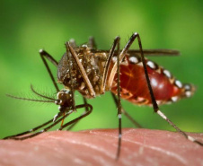 Fêmeas do Aedes aegypti transmitem doenças como dengue e zika por meio da picada em seres humanos. Insetos geneticamente modificados podem reduzir a quantidade de larvas. Crédito: Divulgação / Portal Brasil/ em: http://www.mcti.gov.br/noticia/-/asset_publisher/epbV0pr6eIS0/content/%E2%80%98aedes-do-bem%E2%80%99-liberado-pela-ctnbio-ajuda-a-combater-o-mosquito-da-dengue;jsessionid=1CD7C5D68ECE6E2EA95796A13A8E7405
