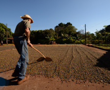 A grade temática contempla a legislação que regula a atividade no Brasil, produção e mercado, processos de colheita e beneficiamento, morfologia e fisiologia do grão, classificação física, torra, protocolo SCAA (Specialty Coffee Association of America) e degustação – de grãos crus e de café torrado e moído. Foto: Antonio Costa/Arquivo - ANPr