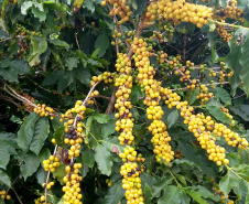 O Café do Norte Pioneiro foi o primeiro produto a obter o registro de Indicação Geográfica (IG) junto ao Instituto Nacional de Propriedade Industrial (INPI).  -  Foto:  Emater de Carlópolis