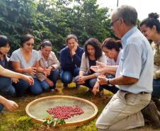 O Café do Norte Pioneiro foi o primeiro produto a obter o registro de Indicação Geográfica (IG) junto ao Instituto Nacional de Propriedade Industrial (INPI).  -  Foto:  Emater de Carlópolis