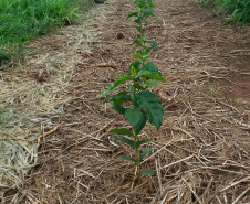 O Café do Norte Pioneiro foi o primeiro produto a obter o registro de Indicação Geográfica (IG) junto ao Instituto Nacional de Propriedade Industrial (INPI).  -  Foto:  Emater de Carlópolis