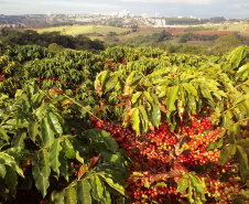 O Café do Norte Pioneiro foi o primeiro produto a obter o registro de Indicação Geográfica (IG) junto ao Instituto Nacional de Propriedade Industrial (INPI).  -  Foto:  Paulo Franzini/SEAB