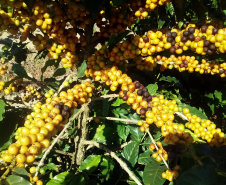 O Café do Norte Pioneiro foi o primeiro produto a obter o registro de Indicação Geográfica (IG) junto ao Instituto Nacional de Propriedade Industrial (INPI).  -  Foto:  Paulo Franzini/SEAB