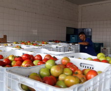 Por meio do Banco de Alimentos da Ceasa, hortigranjeiros são reaproveitados anualmente, evitando o desperdício e garantindo a segurança alimentar de cerca de 194 mil pessoas.Foto: Gilson Abreu/ANPr