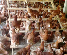 Um projeto pioneiro de avicultura, com bem-estar animal, começou a funcionar neste ano em Cascavel, no Oeste do Paraná