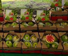 Associação de Fruticultores e Olericultores de Carlópolis - Produtores de goiaba. Na foto, Luiza Rocha Ribeiro, no stand da APC durante a ficafé.  -  Foto: Divulgação APC