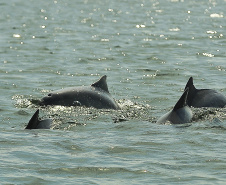 APPA registra 400 golfinhos os arredores dos portos do Paraná. Foto: Ivan Bueno/Arquivo APPA