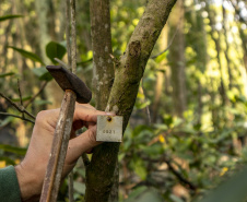 Os seis manguezais no entorno dos portos de Paranaguá e Antonina são monitorados regularmente. Neste ano, foram quatro atividades de atenção e cuidado voltadas ao ecossistema. Ao longo desta semana, uma equipe de técnicos dos Portos do Paraná trabalhará na análise dos dados coletados.  -  Paranaguá, 25/03/2019  -  Foto: Claudio Neves/ Administração dos Portos do Paraná