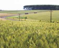 A safra de grãos 2018/19 do Paraná deve atingir 37,1 milhões de toneladas, de acordo com o relatório mais recente do Departamento de Economia Rural (Deral) da Secretaria de Estado da Agricultura e do Abastecimento. TRIGO - A partir do mês que vem (abril), os produtores devem começar a plantar o trigo. Os preços estão em torno de R$ 48,00 a saca de 60 kg, valor 37% acima dos praticados no mesmo período do ano passado.  -  Curitiba, 29/03/2019  -  Foto: José Fernando Ogura/ANPr