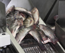 Líder na produção nacional de pescados, o Paraná projeta crescimento da ordem de 20% na atividade em 2019. Segundo o Departamento de Economia Rural (Deral) da Secretaria de Agricultura e Abastecimento, a expectativa é atingir a marca de 170 mil toneladas de carne de peixe.  -  Foto Jonas Oliveira/Arquivo ANPr