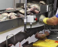 Líder na produção nacional de pescados, o Paraná projeta crescimento da ordem de 20% na atividade em 2019. Segundo o Departamento de Economia Rural (Deral) da Secretaria de Agricultura e Abastecimento, a expectativa é atingir a marca de 170 mil toneladas de carne de peixe.  -  Foto Jonas Oliveira/Arquivo ANPr