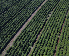 Rota do Café - Fazenda Palmeira - Distrito de Santa Mariana - Londrina/PR. Foto: José Fernando Ogura/ANPr