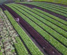  O produtor Bruno Schules, 32, de São José dos Pinhais, na Região Metropolitana de Curitiba (RMC), é um dos agricultores que trabalham com olericultura no Estado e recebem atendimento da Emater.  -  São José dos Pinhais, 04/04/2019  -  Foto: José Fernando Ogura/ANPr