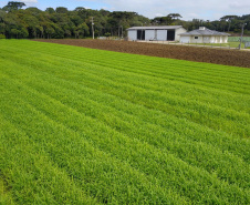  O produtor Bruno Schules, 32, de São José dos Pinhais, na Região Metropolitana de Curitiba (RMC), é um dos agricultores que trabalham com olericultura no Estado e recebem atendimento da Emater.  -  São José dos Pinhais, 04/04/2019  -  Foto: José Fernando Ogura/ANPr