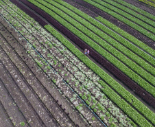  O produtor Bruno Schules, 32, de São José dos Pinhais, na Região Metropolitana de Curitiba (RMC), é um dos agricultores que trabalham com olericultura no Estado e recebem atendimento da Emater.  -  São José dos Pinhais, 04/04/2019  -  Foto: José Fernando Ogura/ANPr