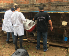 A Delegacia de Proteção ao Meio Ambiente (DPMA) da Polícia Civil do Paraná apreendeu 250 animais silvestres ou em situação de maus tratos em Curitiba e região no primeiro trimestre deste ano. Foto: Polícia Civil
