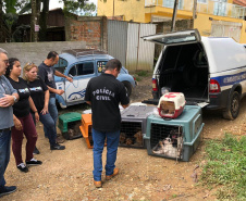 A Delegacia de Proteção ao Meio Ambiente (DPMA) da Polícia Civil do Paraná apreendeu 250 animais silvestres ou em situação de maus tratos em Curitiba e região no primeiro trimestre deste ano. Foto: Polícia Civil