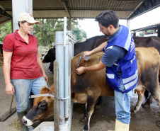 Paraná inicia os fóruns sobre o fim da vacinação contra aftosa. Foto: Jaelson Lucas/ANPr