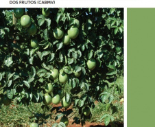 Boletim do Iapar divulga tecnologia para cultivo de maracujá em áreas com endurecimento dos frutos