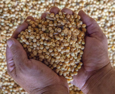 19% das exportações da soja brasileira passa pelos Portos do Paraná. Foto: Claudio Neves/APPA