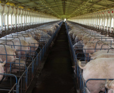 Exportação de suínos cresce 73% e pode aumentar no 2º semestre . Foto: Jonas Oliveira/Arquivo-SECS