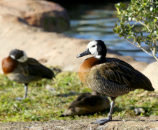  O Criadouro Onça-Pintada é mantido pela Associação de Pesquisa e Conservação da Vida Silvestre (SPVS). É um espaço para receber animais ameaçados de extinção que necessitem de cuidado especial e também espécies da fauna silvestre brasileira. Foto: Jaelson Lucas/ANPr