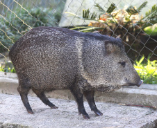  O Criadouro Onça-Pintada é mantido pela Associação de Pesquisa e Conservação da Vida Silvestre (SPVS). É um espaço para receber animais ameaçados de extinção que necessitem de cuidado especial e também espécies da fauna silvestre brasileira. Foto: Jaelson Lucas/ANPr