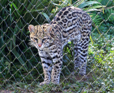  O Criadouro Onça-Pintada é mantido pela Associação de Pesquisa e Conservação da Vida Silvestre (SPVS). É um espaço para receber animais ameaçados de extinção que necessitem de cuidado especial e também espécies da fauna silvestre brasileira. Foto: Jaelson Lucas/ANPr