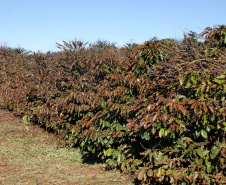 O Instituto Agronômico do Paraná (Iapar) e o Sistema Meteorológico do Paraná (Simepar) alertam que há previsão de geadas na madrugada deste sábado (6) e domingo (7) para toda a região cafeeira paranaense. -  Curitiba, 04/07/2019  -  Foto: Iapar