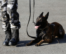 A soldado Angélica Aparecida Chuede é a primeira mulher a fazer parte da Companhia de Operações com Cães (COC) do Batalhão de Operações Especiais (BOPE), em 47 anos de criação da subunidade. A inclusão da militar estadual aconteceu com a formatura dela no Curso de Cinotecnia na última semana, que fez todas as etapas com seu cão Hunter.  -  Curitiba, 04/07/2019  =-  Foto: Soldado Amanda Morais