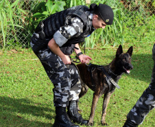 A soldado Angélica Aparecida Chuede é a primeira mulher a fazer parte da Companhia de Operações com Cães (COC) do Batalhão de Operações Especiais (BOPE), em 47 anos de criação da subunidade. A inclusão da militar estadual aconteceu com a formatura dela no Curso de Cinotecnia na última semana, que fez todas as etapas com seu cão Hunter.  -  Curitiba, 04/07/2019  =-  Foto: Soldado Amanda Morais