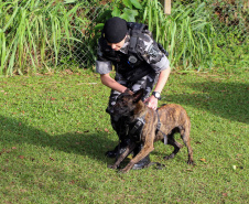 A soldado Angélica Aparecida Chuede é a primeira mulher a fazer parte da Companhia de Operações com Cães (COC) do Batalhão de Operações Especiais (BOPE), em 47 anos de criação da subunidade. A inclusão da militar estadual aconteceu com a formatura dela no Curso de Cinotecnia na última semana, que fez todas as etapas com seu cão Hunter.  -  Curitiba, 04/07/2019  =-  Foto: Soldado Amanda Morais