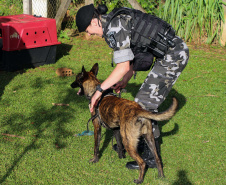 A soldado Angélica Aparecida Chuede é a primeira mulher a fazer parte da Companhia de Operações com Cães (COC) do Batalhão de Operações Especiais (BOPE), em 47 anos de criação da subunidade. A inclusão da militar estadual aconteceu com a formatura dela no Curso de Cinotecnia na última semana, que fez todas as etapas com seu cão Hunter.  -  Curitiba, 04/07/2019  =-  Foto: Soldado Amanda Morais