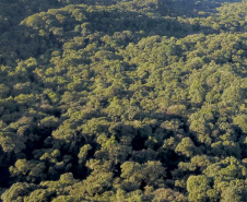 Paraná se destaca no uso de sistema para gestão de florestas.Foto: José Fernando Ogura/ANPr