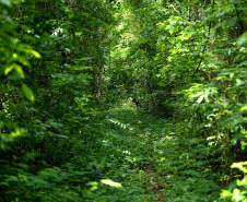 Parque Estadual Mata do Godoy. Foto: Denis Ferreira Netto/ANPr