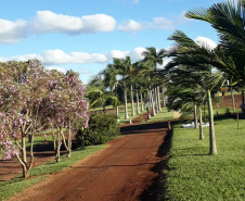 Parque Estadual Mata São Francisco. Foto: Divulgação/IAP