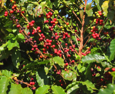 O café do Norte Pioneiro, a erva-mate de São Mateus do Sul, as uvas finas de mesa de Marialva, a goiaba de Carlópolis e o mel de Ortigueira e do Oeste do Paraná terão seus nomes protegidos. Isso significa que mercadorias com esses nomes só poderão ser comercializadas, no Mercosul e na União Europeia se tiverem sido produzidas nessas regiões específicas.Foto: José Fernando Ogura/ANPr