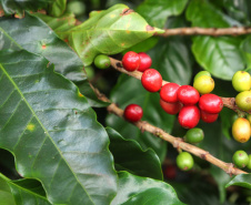 O café do Norte Pioneiro, a erva-mate de São Mateus do Sul, as uvas finas de mesa de Marialva, a goiaba de Carlópolis e o mel de Ortigueira e do Oeste do Paraná terão seus nomes protegidos. Isso significa que mercadorias com esses nomes só poderão ser comercializadas, no Mercosul e na União Europeia se tiverem sido produzidas nessas regiões específicas. Foto: José Fernando Ogura/ANPr