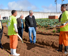 Presos da Penitenciária Central do Estado - Unidade de Progressão (PCE-UP), localizada em Piraquara, na Região Metropolitana de Curitiba, trabalham no plantio de hortaliças e verduras orgânicas produzidas no terreno da unidade penal. Nesta quinta-feira (18), o secretário de Estado da Agricultura e Abastecimento, Norberto Anacleto Ortigara, conheceu a iniciativa, que pode ser ampliada para outras regiões do Estado. Foto: Divulgação/SEAB