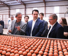 O governador Carlos Massa Ratinho Junior participou nesta terça-feira (23), em Cascavel, do evento de certificação SISBI (Sistema Brasileiro de Inspeção de Produtos de Origem Animal) para a Granja Refem, que desenvolve um projeto pioneiro no Estado de produção de ovos a partir da criação de galinhas sem gaiola. Foto: Rodrigo Felix Leal/ANPr