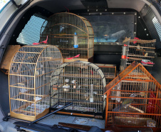 Uma operação da Polícia Militar iniciada nesta terça-feira (24) com o objetivo de combater o tráfico e o comércio de aves silvestres cumpriu mandados de prisão em Curitiba, Almirante Tamandaré, Campo Largo, Fazenda Rio Grande, Piraquara, Colombo e Cerro Azul. Foto: Soldado Ismael Ponchio