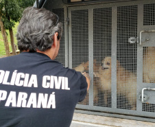 A Polícia Civil do Paraná (PCPR) cumpriu 11 mandados de busca e apreensão nesta terça-feira (13) em endereços ligados a uma rede de pet shops. Sócios e funcionários da empresa são suspeitos por maus-tratos a animais, estelionato e falsificação de documentos privados. Foto: Divulgação/Polícia Civil