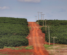 Estudo analisa três décadas de mudanças na cafeicultura brasileira. Foto: José Fernando Ogura/ANPr