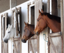 Equoterapia - Alguns dos cavalos treinados para equoterapia.Curitiba, 17-10-19.Foto: Arnaldo Alves / AEN.