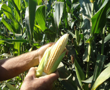 No município de Palmas, na região de Pato Branco, os produtores estão fazendo o plantio de milho para a produção de silagem