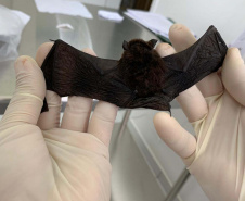 Saúde capacita técnicos na identificação de morcegos. Foto: SESA