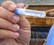 Pesquisadores da UEM desenvolvem teste rápido e seguro contra a dengue. Foto: UEM