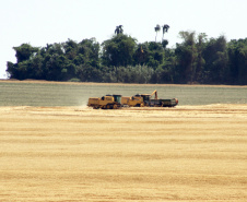 
Acesse a galeria de fotos
Safra de grãos do Paraná deve atingir 23 milhões de toneladas
. Foto: Jonas Oliveira/Arquivo-AEN