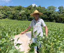 Produtor de Itapejara do Oeste colhe soja sem uso de agrotóxico. Foto:Emater